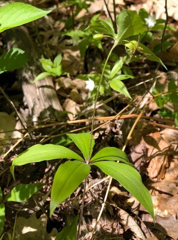 Indian cucumber-root [Medeola virginiana]