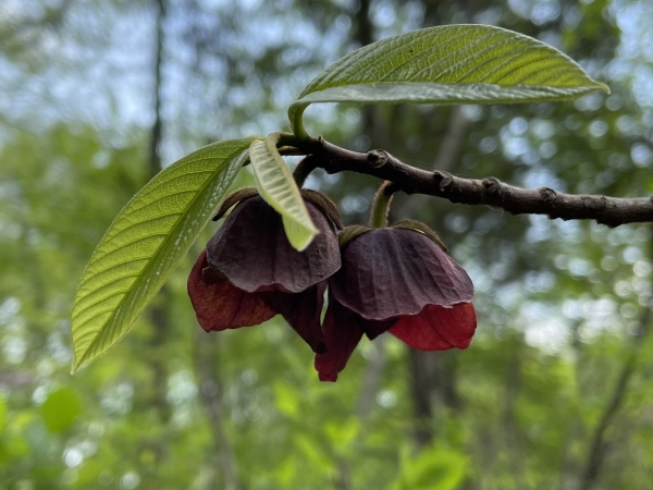 Paw Paw [Asimina trloba]