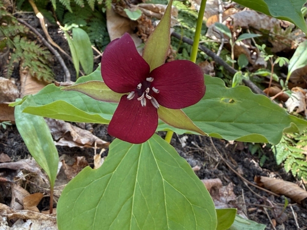 Red Trillium [Trillium erected]