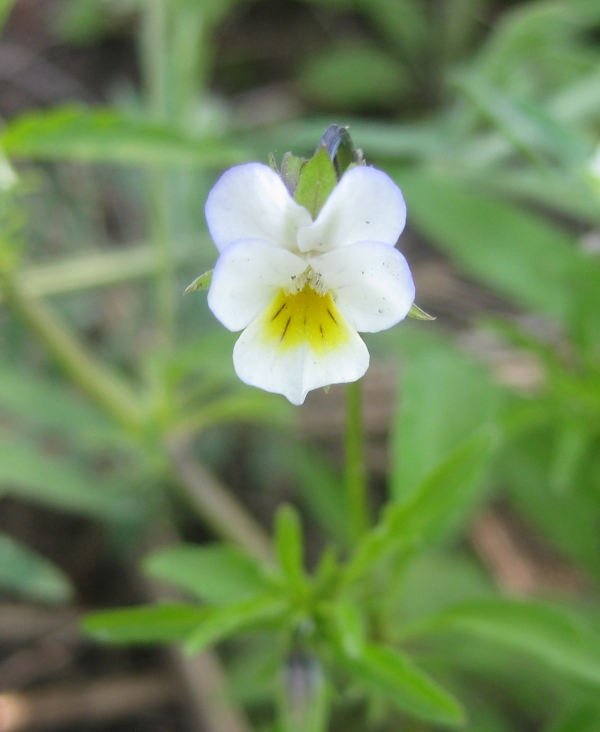 Field Pansy [Viola kitaibelliana]