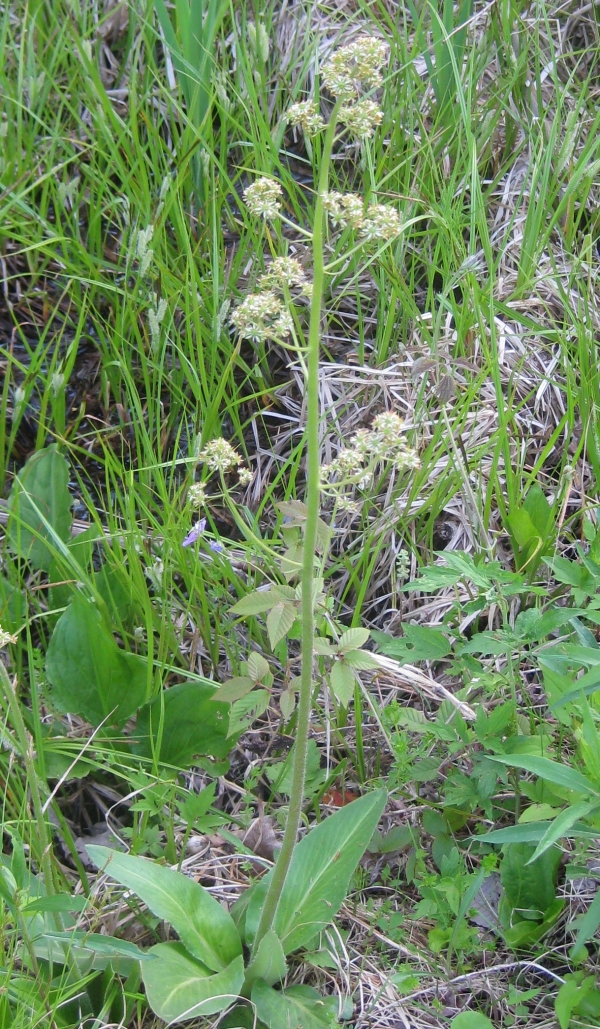 Swamp Saxifrage [Saxifraga pensylanica]