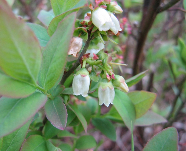 Highbush Blueberry [Vaccinium corymbosum]