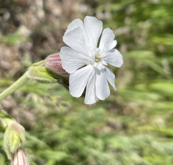 White Campion [Silene latifolia]
