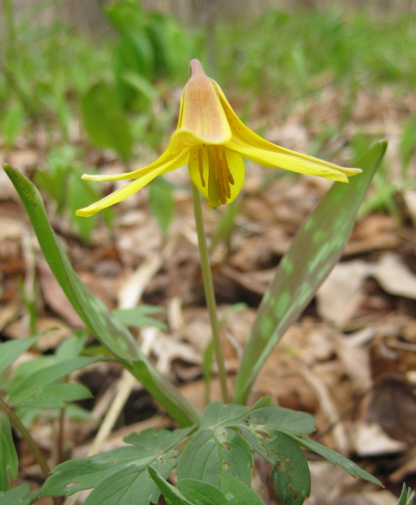 Yellow Trout Lily [Erythronium americanum]