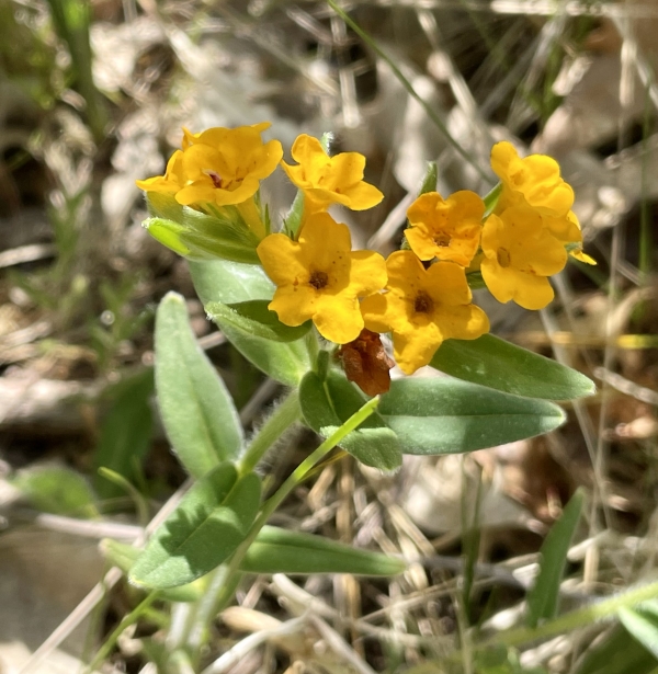 Hoary Puccoon [Lithospermum canescens]