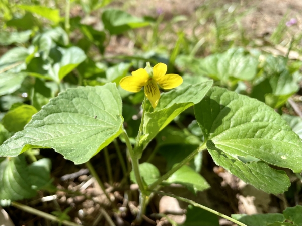 Downy Yellow Violet [iola pubescens]