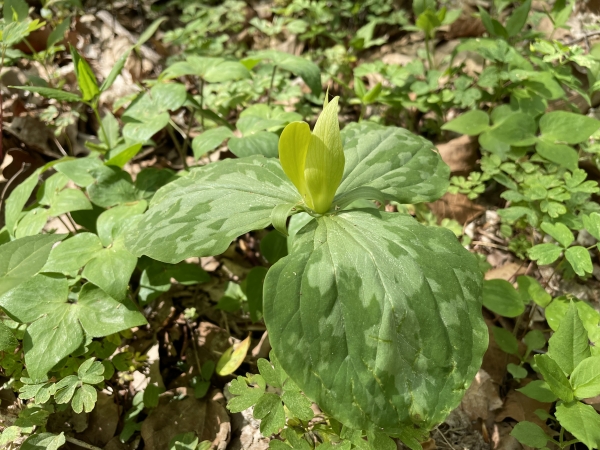 Yellow Trillium [Trillium lute]