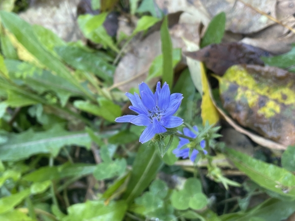 Chicory [Cichorium intybus ]