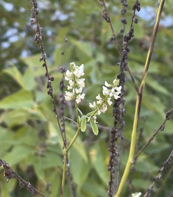 White Sweet Clover [Melilotus albus]