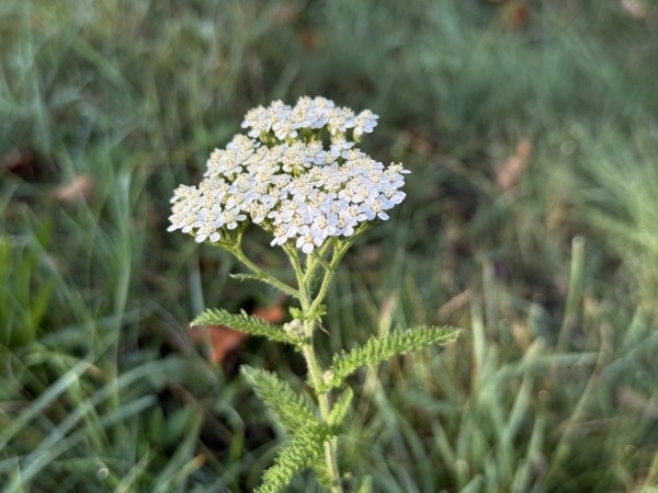 Common Yarrow [Achillea millefolium]