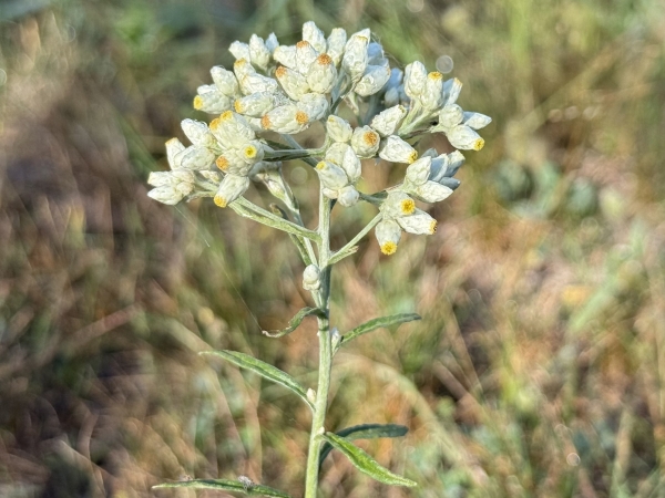 Sweet Everlasting [Pseudognaphalium obtusifolium]