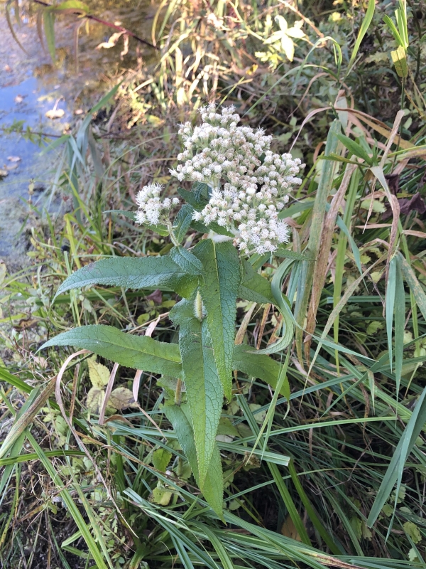 Common Boneset [Eupatorium perfoliatum]