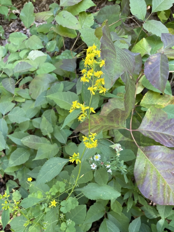 Zigzag Goldenrod [Solidago flexicaulis]