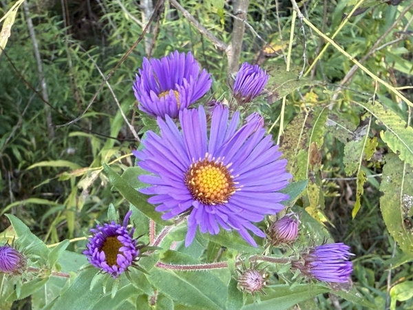 New England Aster [Symphyotrichum novae-anglia]