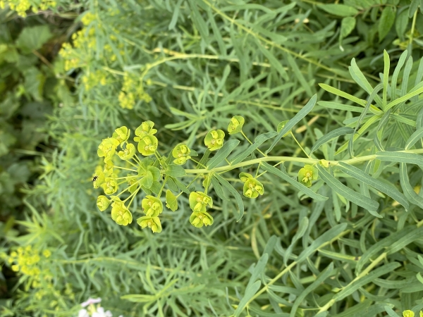 Leafy Spurge [Euphorbia virgata]