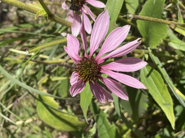 Purple Coneflower [Echinacea purpurea ]