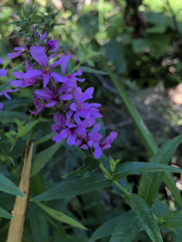 Purple Loosestrife [Lythrum salicaria]