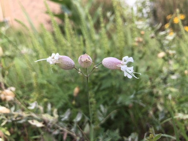 Bladder campion [Silene vulgaris]