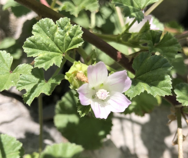 Common Mallow [Malva neglecta ]