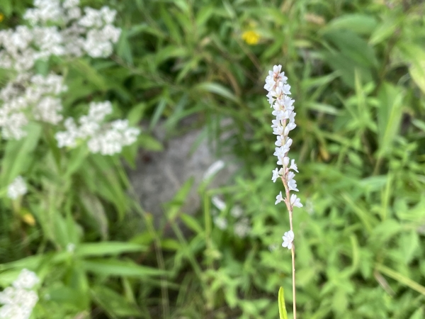 Mild Water-pepper [Persicaria  hydropiperoides]