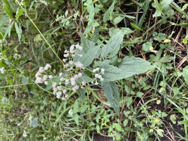 White Snakeroot [Ageratina altissima]