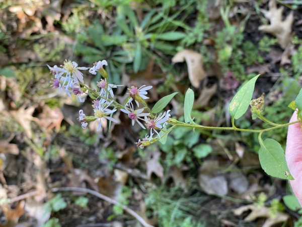Calico Aster [Symphyotichum lateriflorum]