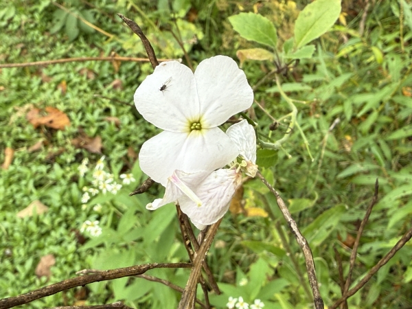 Dames Rocket [Hesperis matronalis]