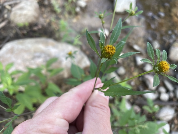 Tall Begger-ticks [Bidens vulgata]