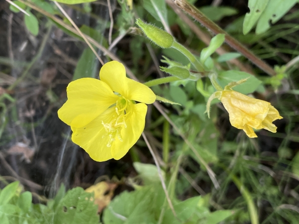 Common Evening Primrose [Oenothera biennis]