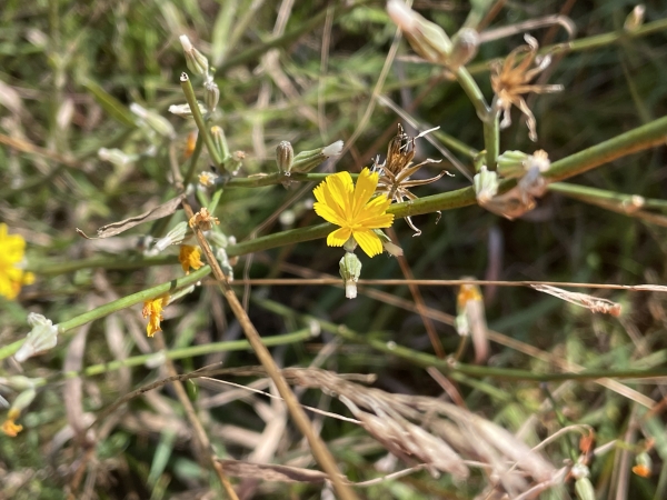 Skeleton-weed [Chondrilla juncea]