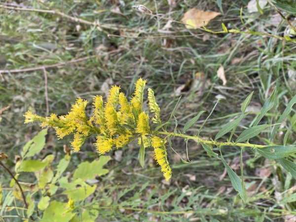 Canada Goldenrod [Solidago canadensis]