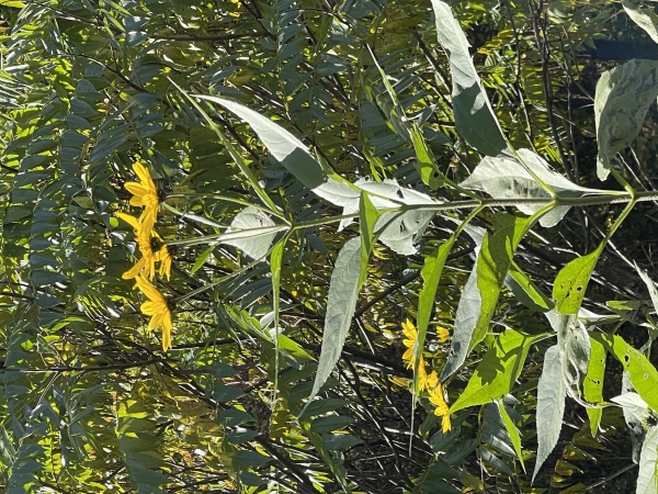 Jerusalem artichoke [Helianthus tuberosus ]