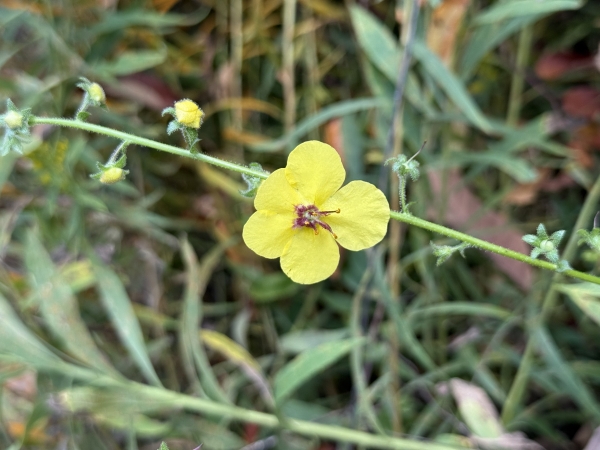 Moth Mullein [Verbascum blattaria]