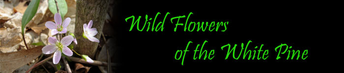 Wild Flower of the White Pine
