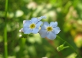 Forget-me not