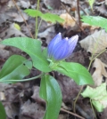Fringed Tip Closed Gentian