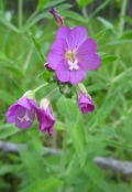 Hairy Willow-herb