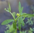 Small-flowered Crowfoot