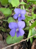 Common Bllue Violet