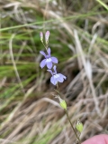 Brook Lobelia
