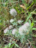 Rabbit-foot Clover
