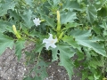 Jimson-weed