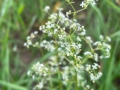 Hedge Bedstraw
