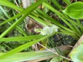 Unbranched Bur-reed