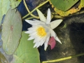 Common Water Lily