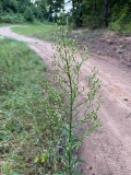 Horseweed