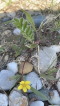 Silverweed