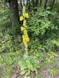 Clasping Mullein