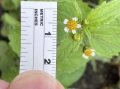Peruvian Daisy