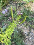 Clammy-weed